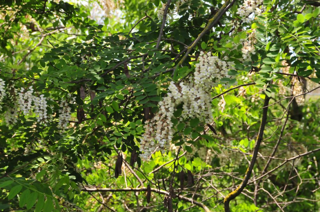 Robinia pseudoacacia (Fabaceae)